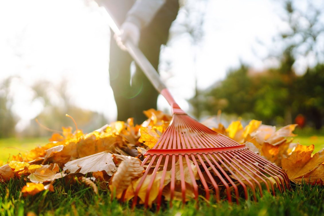 Person raking leaves in the fall